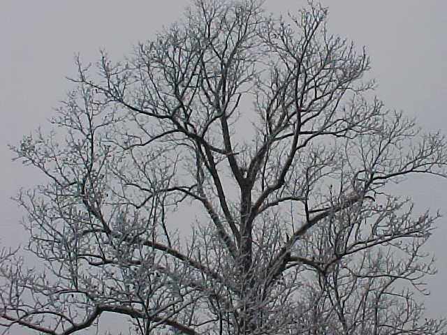 Snow on the Dying Tree